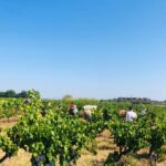La vendange au domaine