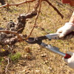 La taille de la vigne