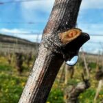 Les pleurs de la vigne au Printemps