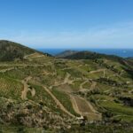 La vigne de collioure